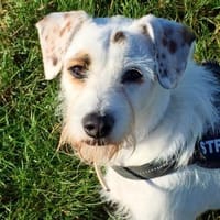 G I N O - sucht Terrier-Kenner......, Hund zur Adoption
