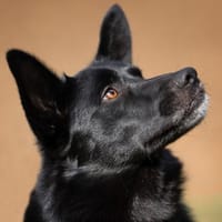 MOBBY, lieber und kluger Hundebub, Hund zur Adoption