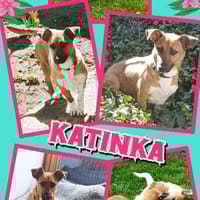 kleine süße Katinka auf PS in 91353, Hündin zur Adoption