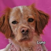 LUNA, Hündin zur Adoption