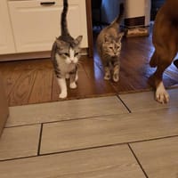 Bura und Pigi gemeinsam, Katze zur Adoption