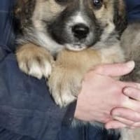 Nico 44 cm (Apr 26) Pflegestelle, Hund zur Adoption