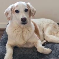 Jimmy sucht ein liebevolles Zuhause, Hund zur Adoption