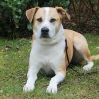 LOUNIS, mit einem Herz aus Gold, Hund zur Adoption
