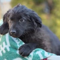 Frieda, Hündin zur Adoption