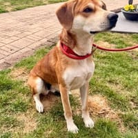 CHARLY - sportlich und anhänglich, Hund zur Adoption