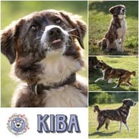 KIBA * Ihre Menschen sind Ihre Welt, Hündin zur Adoption