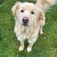 Kuscheljunge Medo sucht seine Familie!, Hund zur Adoption