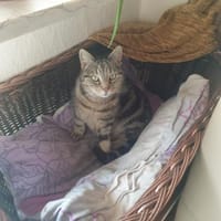 beste Freunde Karl.Heinz u.Hero in Lorch, Kater zur Adoption