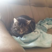 sanfter Merlin in Lorch kennt Hunde, Kater zur Adoption