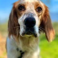 Giannios sucht ein sportliches Zuhause, Hund zur Adoption