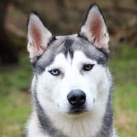 BON sucht liebevolle sportliche Menschen, Hund zur Adoption