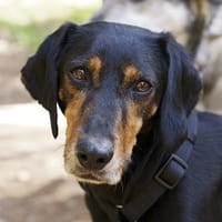 Neria, geb. 11/2020, 95168 Marktleuten, Hündin zur Adoption