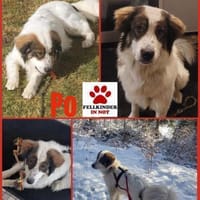 Schlauer Po sucht seine Menschen, Hund zur Adoption