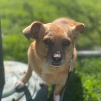 Kleine Dada sucht ein für immer Zuhause, Hündin zur Adoption