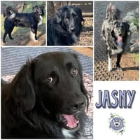 JASNY * freundlich schüchtern, Hund zur Adoption