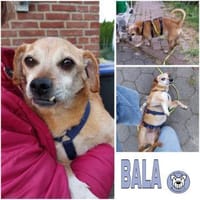 BALA -Menschenbezogen & zauberhaft-, Hündin zur Adoption