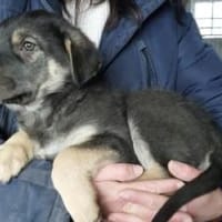 Noel 44 cm (Apr 26) Pflegestelle, Hund zur Adoption