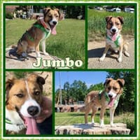 Jumbo sucht ein Zuhause, Hund zur Adoption
