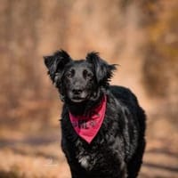 Sanfte Fiby hofft auf Happy End, Hündin zur Adoption