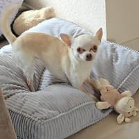 Die sensile Püppi sucht eine Familie !, Hündin zur Adoption