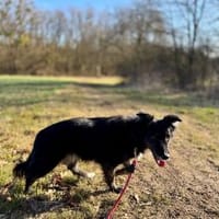 NOTFALL Coffee sucht zuhause, Hündin zur Adoption