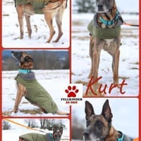 Herzenshund Kurt sucht Familie, Hund zur Adoption