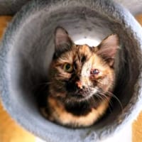 Pinsel und Polly suchen ein Zuhause, Kater zur Adoption