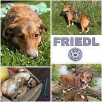 FRIEDL -ruhig & verschmust-, Hund zur Adoption