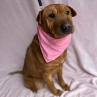 sensible Hündin sucht einfühlsame Mensch, Hündin zur Adoption