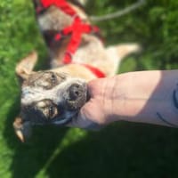 Arielle - sucht ihren Eric🍀, Hündin zur Adoption