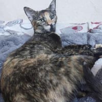 💕Isabell💕 sucht ihre Menschen, Katze zur Adoption