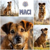 MACI * liebe Seele s. einfühlsames Heim, Hündin zur Adoption