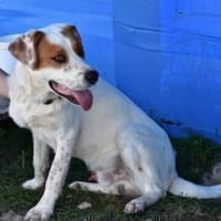 Peter sucht sein Zuhause, Hund zur Adoption
