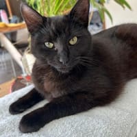 💛Lilly💛 sucht ihr Zuhause, Katze zur Adoption