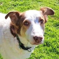 HELEN, lieb und sanft, Hündin zur Adoption