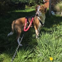 Gustav💙 sucht seine Menschen, Hund zur Adoption