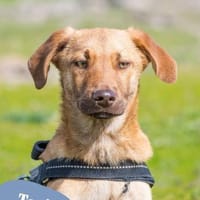 Taxi DE- schüchtern, manchmal ängstlich, Hund zur Adoption