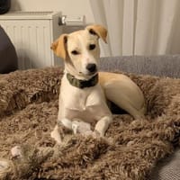 Dina, Hündin zur Adoption