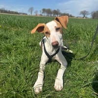 Sage, Hund zur Adoption