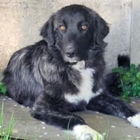 Vuala, Hündin zur Adoption