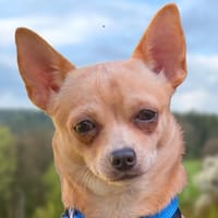 MADITA - zuckersüßes Hundemädchen, Hündin zur Adoption