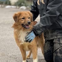 Anton - Zuhause gesucht, Hund zur Adoption