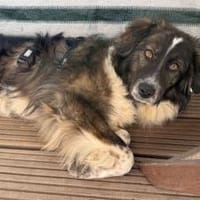 Kämperin Nougi sucht ihr Zuhause, Hündin zur Adoption