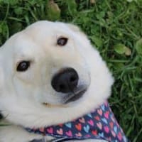 Sonnenschein Souraya sucht ihre Menschen, Hündin zur Adoption