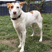 Verschmuste Mola, Hündin zur Adoption