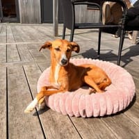 Podencomix Anila, Hündin zur Adoption