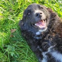 Valla, Hündin zur Adoption