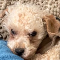 Rumli  ++Anfragestopp++, Hund zur Adoption