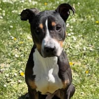 Iron CAA15118, chien à adopter